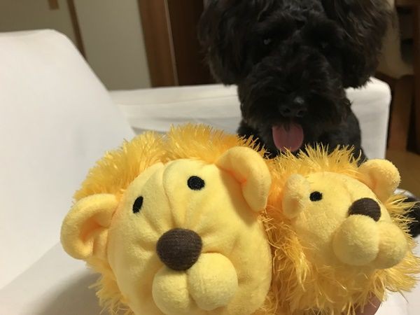 中ライオン ぶんぶん振り回しの刑 オーチャンネル