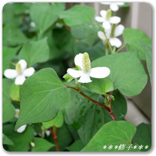 ドクダミ 思い出はいつもやさしい