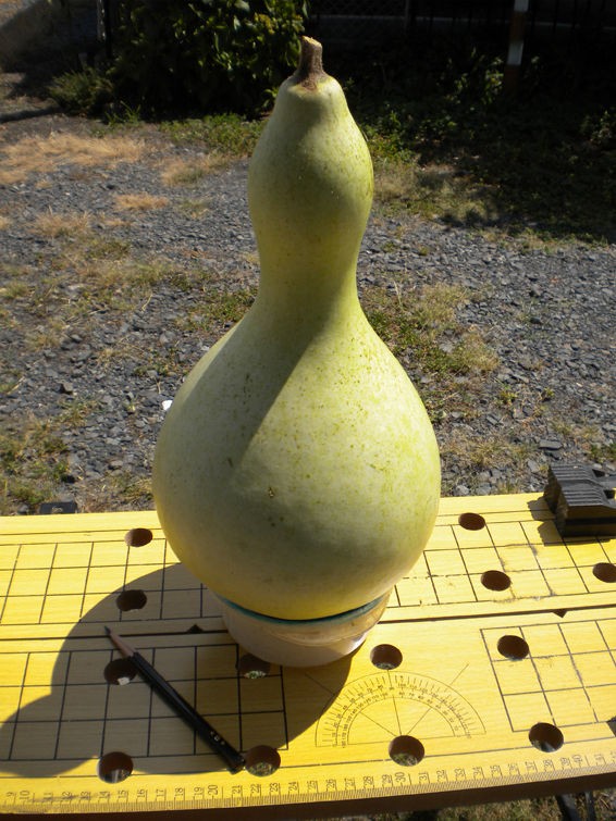 ひょうたんの種だしが終わりましたよ その1 Oaclub便り アウトドアであそびクラブ