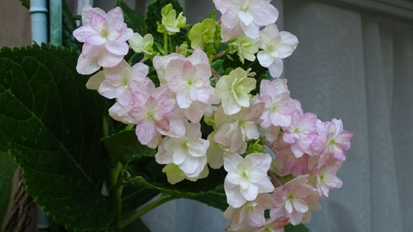 秋に咲く紫陽花の花 墨田の花火 おばっちのブログ