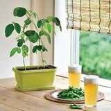 東急ハンズに省スペースで楽しめるお手軽な栽培キットが集合 落穂log