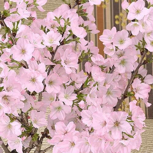 今年は家の中でお花見を 桜の鉢植え特集が日比谷花壇で開催 落穂log