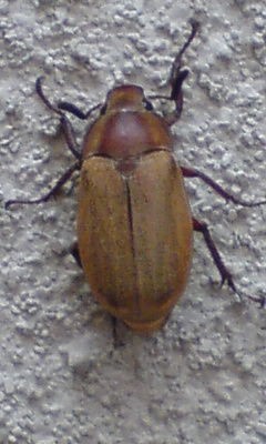 カ ナ ブ ン の 普 通 さ は 異 常 おちんぽみるく速報