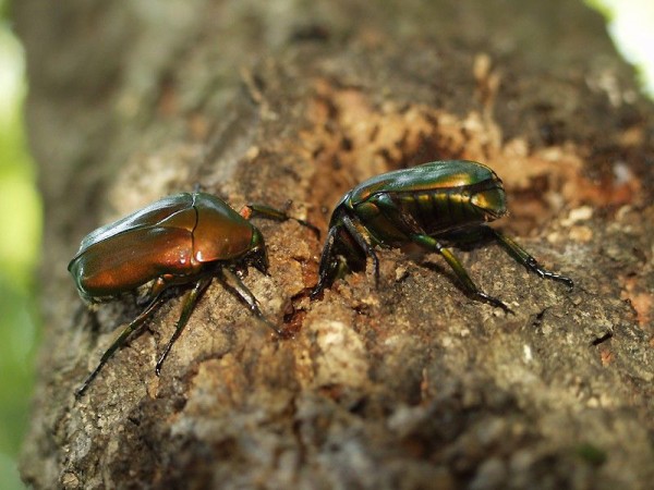 カ ナ ブ ン の 普 通 さ は 異 常 おちんぽみるく速報