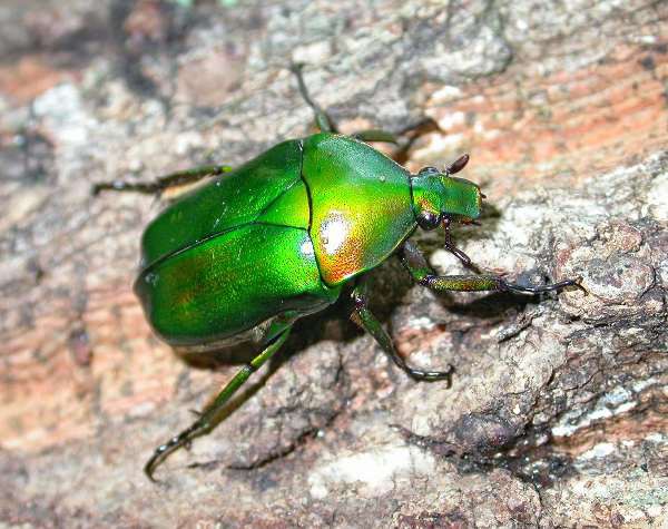 カ ナ ブ ン の 普 通 さ は 異 常 おちんぽみるく速報