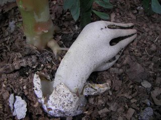 まるでゾンビの手のような形をした謎のキノコ Androidアプリをおすすめするオクトバ