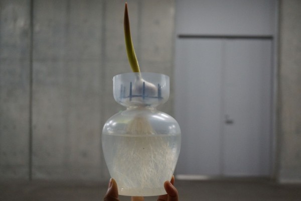 チューリップとムスカリの水栽培 ４週目 園芸部日記