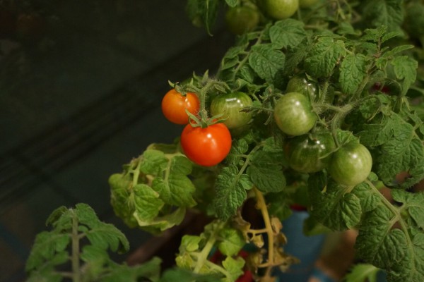 水菜 ミニトマト 赤 の栽培 14週目 園芸部日記