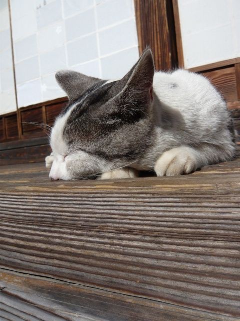 縁側でねこ 温泉人 おふろうど ライフ