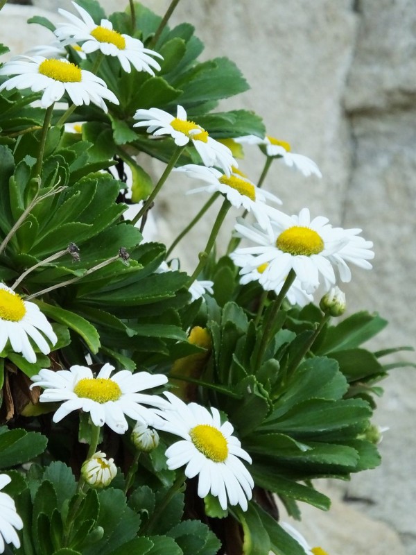 ハマギク 学術名で 日本の花 波しぶきの海辺に咲く 温泉人 おふろうど ライフ