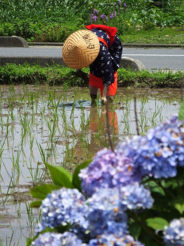 楽農会 の田植え 富士見市南畑 18 6 24 温泉人 おふろうど ライフ