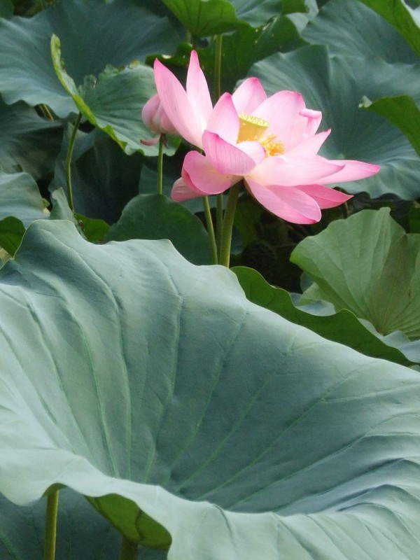 蓮 ハス 睡蓮 スイレン 蓮華 レンゲ 温泉人 おふろうど ライフ