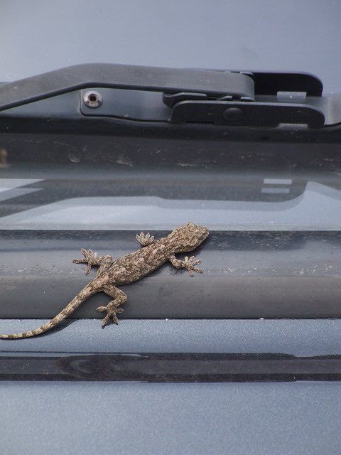 ヤモリ 家守 が来た 温泉人 おふろうど ライフ