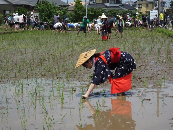 楽農会 の田植え 富士見市南畑 18 6 24 温泉人 おふろうど ライフ