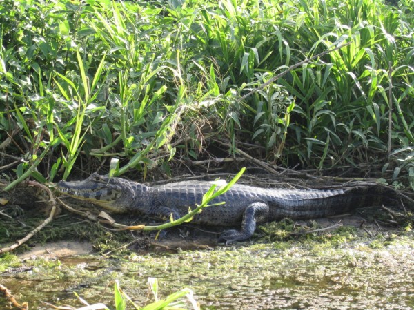 パンタナールの動物たち 風の吹くまま気の向くまま 南米編