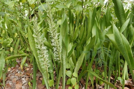 サンセベリアの花 小笠原父島 オガツアーのブログ３