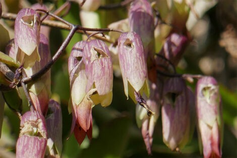 ハカラメ トウロウソウ セイロンベンケイ マザーリーフ の花 小笠原父島 オガツアーのブログ３
