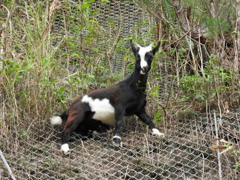 今日のヤギ 小笠原父島 オガツアーのブログ３