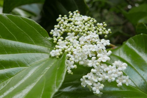 トキワガマズミの花 小笠原父島 オガツアーのブログ３