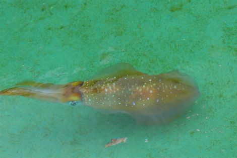 アオリイカ オスとメスの見分け方 小笠原父島 オガツアーのブログ３