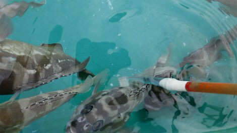 アカバの歯磨きをやってきました 小笠原父島 オガツアーのブログ３