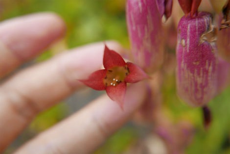 ハカラメの花 小笠原父島 オガツアーのブログ３