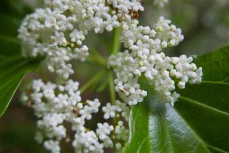 トキワガマズミの花 小笠原父島 オガツアーのブログ３