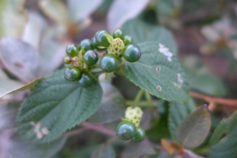 ランタナの種 小笠原父島 オガツアーのブログ３