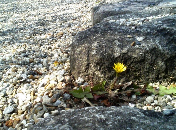 あなたにとっての タンポポ は 小川マキblog Maki Log