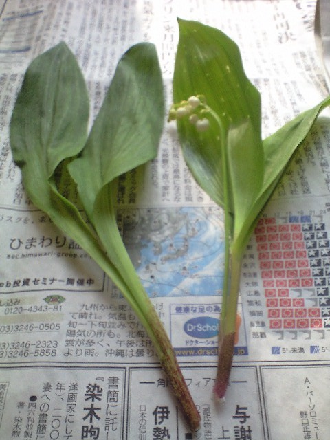 行者ニンニクと鈴蘭 天然食材探しへ近くに気軽に出かけよう