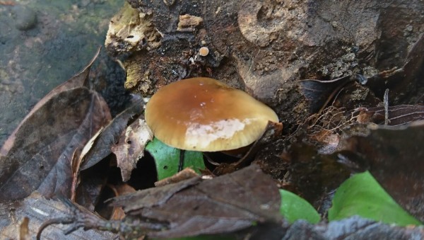 雨後の天然きのこ 天然食材探しへ近くに気軽に出かけよう