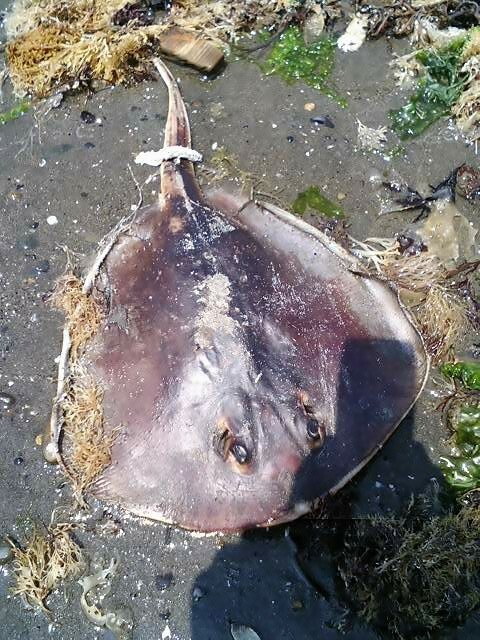 アカエイ注意報 天然食材探しへ近くに気軽に出かけよう