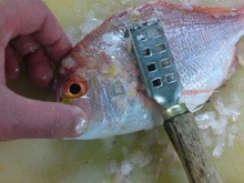 鯛のさばき方 塩焼き 煮付け 簡単 魚の美味しいさばき方