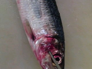鰊 ニシン のさばき方 塩焼き 照り焼き 簡単 魚の美味しいさばき方