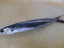 トビウオの開き方 簡単 魚の美味しいさばき方