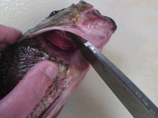 カサゴのおろし方さばき方 三枚おろし 簡単 魚の美味しいさばき方