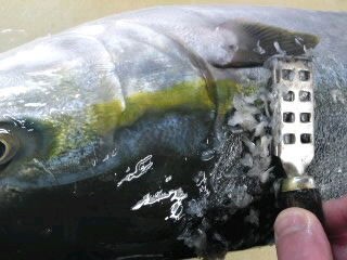 ブリのウロコの落とし方 簡単 魚の美味しいさばき方