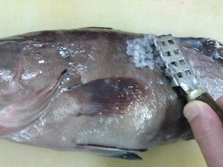 クエのおろし方 三枚おろし 刺身 簡単 魚の美味しいさばき方