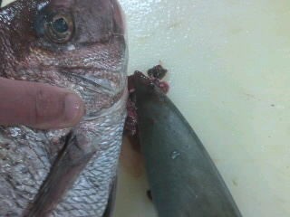 タイのさばき方 塩焼き 簡単 魚の美味しいさばき方