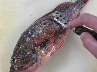 カサゴのおろし方さばき方 煮付け 下処理 簡単 魚の美味しいさばき方