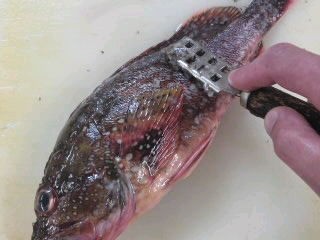 カサゴのおろし方さばき方 三枚おろし 簡単 魚の美味しいさばき方