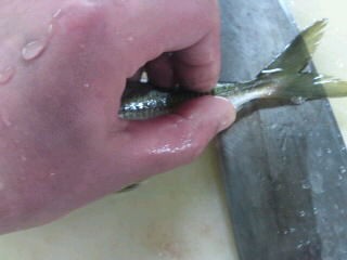 鯵 アジ ゼイゴの取り方 簡単 魚の美味しいさばき方