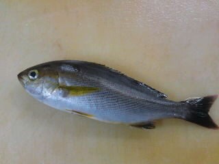 イサキの開き方 背開き 塩焼き 簡単 魚の美味しいさばき方