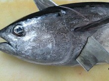 マグロ ヨコワ のおろし方 三枚おろし 簡単 魚の美味しいさばき方