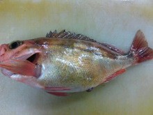 メバルのおろし方 三枚おろし 簡単 魚の美味しいさばき方