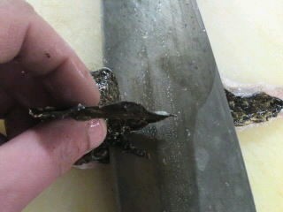虎魚 おこぜ の皮の引き方 剥き方 簡単 魚の美味しいさばき方