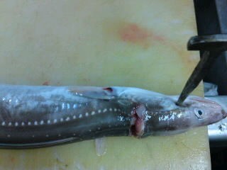 目打ちの打ち方 簡単 魚の美味しいさばき方