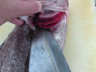クエのおろし方 三枚おろし 刺身 簡単 魚の美味しいさばき方