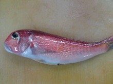 甘鯛の開き方 背開き 簡単 魚の美味しいさばき方 甘鯛の開き方 背開き 簡単 魚の美味しいさばき方