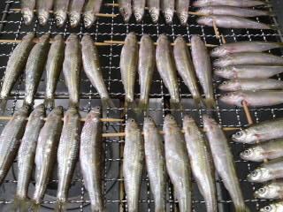 モロコの焼き方 とある料理人 弁当屋 の独り言